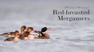 A Minute of Wildlife - Red breasted Mergansers