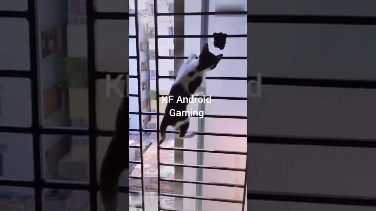 Cute Cate Funny Video - Funny Moment of Cat- Try not to laugh Cat #shorts