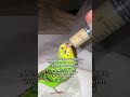 #birb #vogel #birds #parrot #budgies #wellensittich #pets #cockatiel #cute #funny