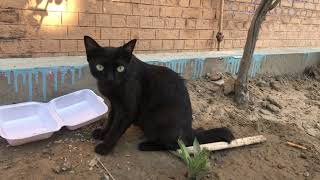 Awesome Black Cat Spotted In The Street by LONDONISM 11 views 2 weeks ago 1 minute, 43 seconds