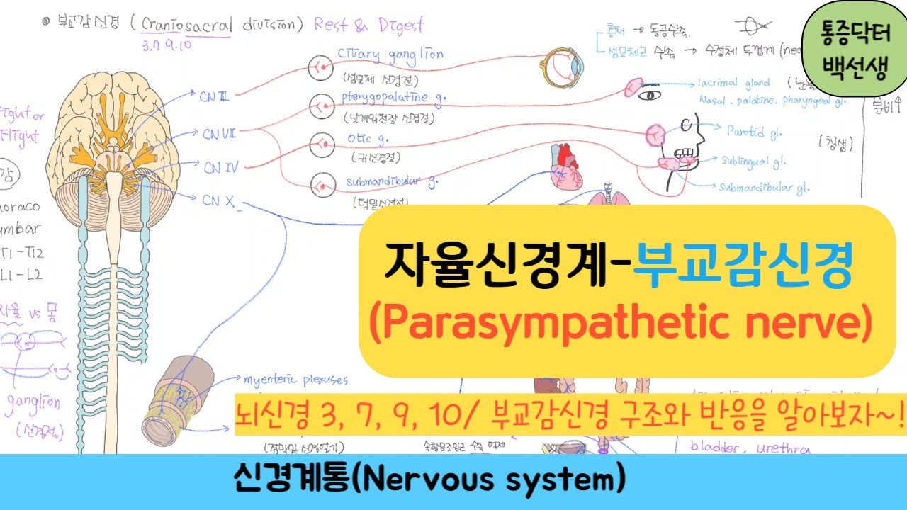 부교감신경(parasympathetic nerve) : 자율신경계/ 뇌신경 3, 7, 9, 10, 부교감신경의 구조와 반응을 알아보자.