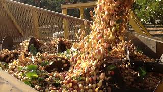 Kerman Pistachio Harvest - Richgrove, CA