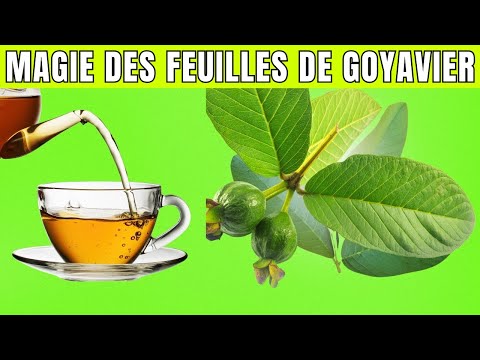 Avantages Incroyables Des Feuilles De Goyavier 10 Raisons De Boire 