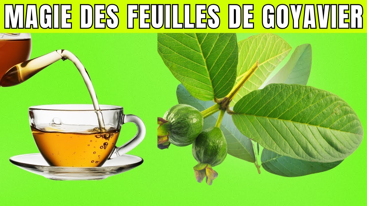 Avantages incroyables des feuilles de goyavier | 10 raisons de boire