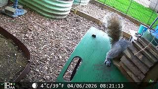 Cute Squirrel Collecting a Nut No1