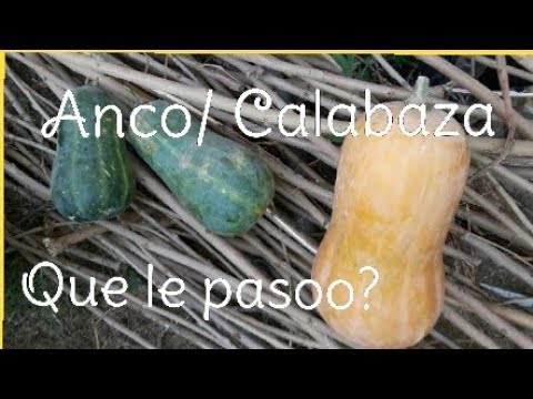 Video: Cómo madurar la calabaza: qué hacer con la calabaza verde inmadura