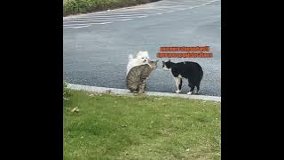 Cat Gang vs Dog