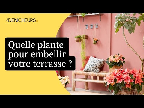 🎍 Quelle plante dans un pot d'extérieur pour embellir votre terrasse ? 🌿 🌵