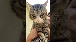 El Gato Chispito 🐾🐱 Funny &amp; Cute Cat Moments Compilation | MarthaCharo