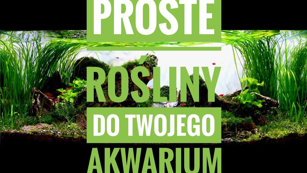 PROSTE ROŚLINY DO AKWARIUM I START KANAŁU