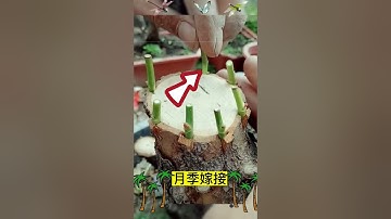 月季嫁接的操作過程，如何嫁接果樹呢    The operation process of rose grafting, how to graft plants