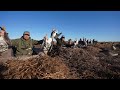 INSANE SPECKLEBELLY GOOSE HUNT IN THE PEA'S!! GOOSE HUNTING ALBERTA CANADA DAY 1
