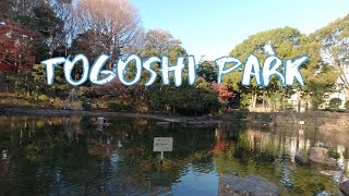 [Vlog] Togoshi Park with Autumn Leaves | Tokyo Sightseeing, Japan