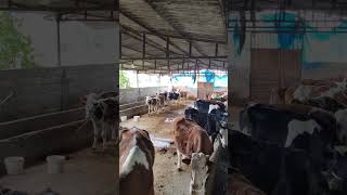 Süleyman Tuğrul Neyine Güvenem