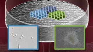 Creating Embryonic Cell Lines