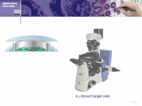 Laser Microdissection: Living Cells in MMI CellChamber - YouTube