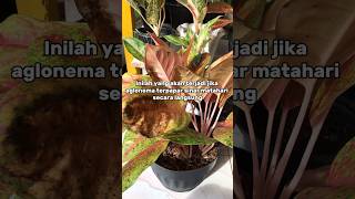 Ini Akibatnya Jika Aglonema Terpapar Sinar Matahari Langsung #aglonema #tanamanhias #plants #fyp