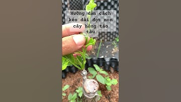 Hướng dẫn kéo dài đọt non cho cây hồng táo tàu.