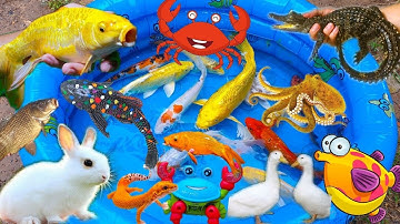 Thỏ Vlog Lái Chiếc Công Nông Xuống Ao Bắt Con Cá, Con Cua, Con Rùa, Cá Sấu, Cá Mập