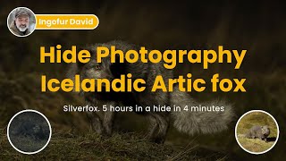 Ultimate Silver Fox Hide Experience: 5 Hours Condensed Into 4 Minutes!