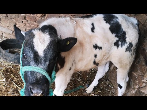 من البادية عجل البلجيكي الأزرق 5 شهر عندو تبارك الله 