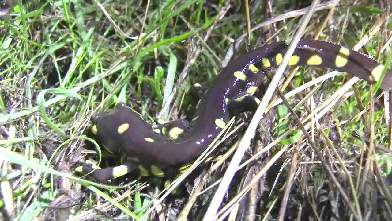 Ambystoma californiense (California tiger salamander)