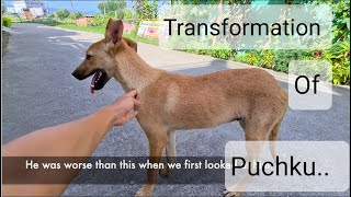 Transformation of a street dog | Story of PUCHKU | #straypositive