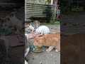 #nizamkucinglucu #kucinglucubandung #kucing #kucinganggoralucudanimut #kucingliarlucu