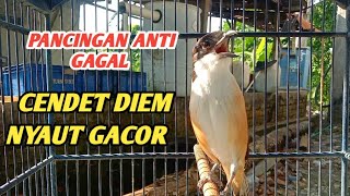 TOET-TOET CENDET GACOR DOR || suara pancingan cendet agar cepat gacor 