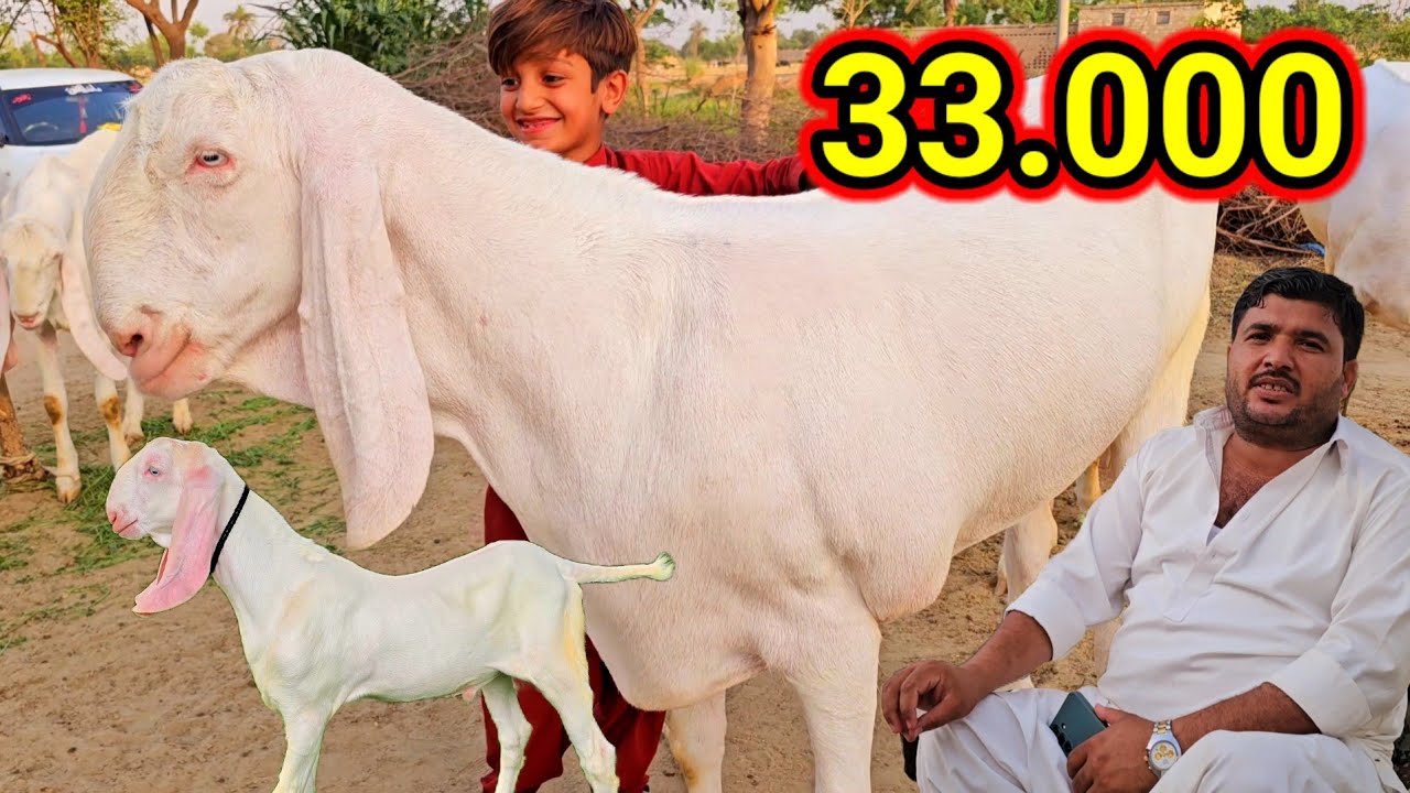 واہ کیا ریٹ ہے نمبر ون جانور 📢 20 سے 25 لاکھ کی بچت بکرا فارم Bakra ...