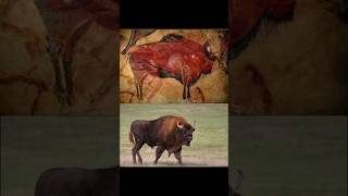 There Is A Depiction Of Aurochs In The Altamira Cave Found In Northern Spain