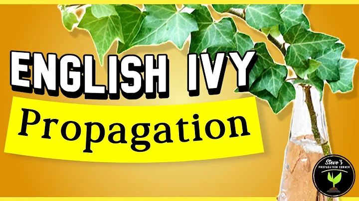 English Ivy: Propagation and Care Guide for Beginners (Hedera helix)