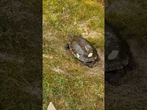 EXTRA Large turtle in yard 👀 🐢 #turtle #shorts