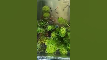 Cá 7 màu 17 #shorts #tiktok #trieuview | Cá cảnh Triệu View