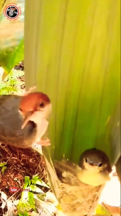 Anakan Burung Prenjak Coki siap Meninggalkan Sarang #shorts #short #shortsfeed #shortvideo