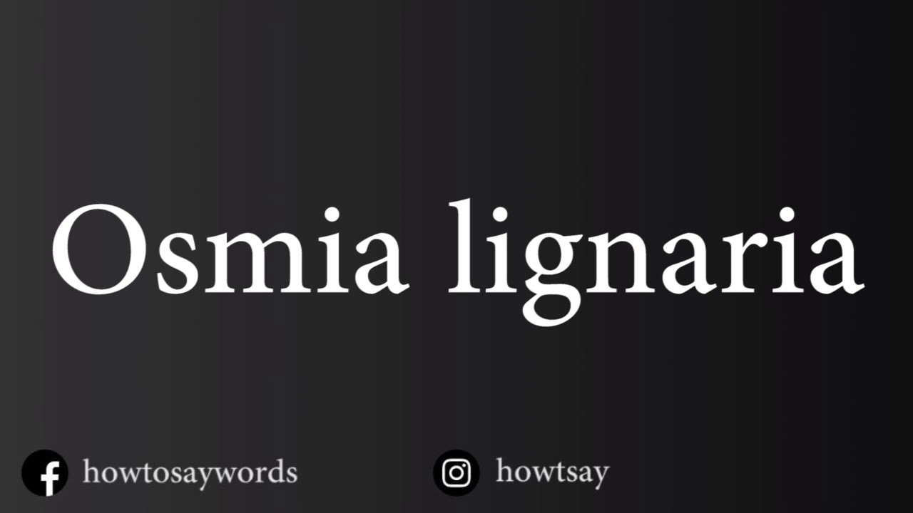 How To Pronounce Osmia lignaria