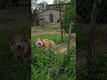 Brown Siberian Husky barking pt 3