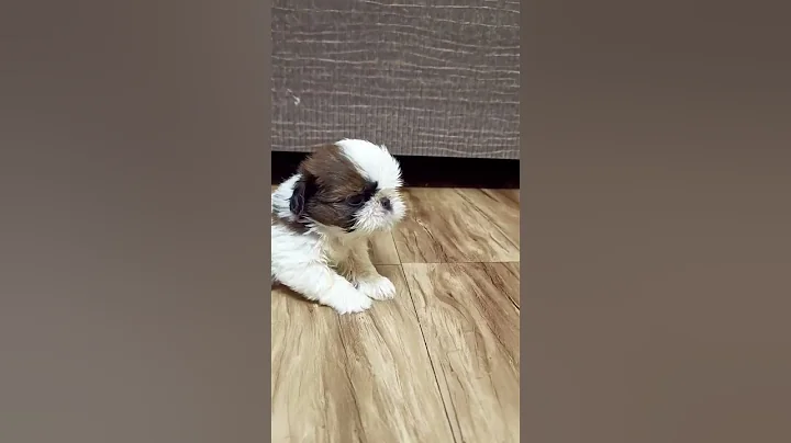 Shih Tzu puppy crying#shorts #short #viral #trending #youtubeshorts #puppy