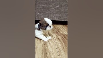 Thumbnail of Shih Tzu puppy crying#shorts #short #viral #trending #youtubeshorts #puppy