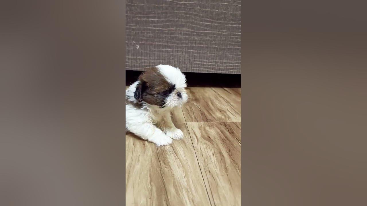 Shih Tzu puppy crying#shorts #short #viral #trending #youtubeshorts #puppy