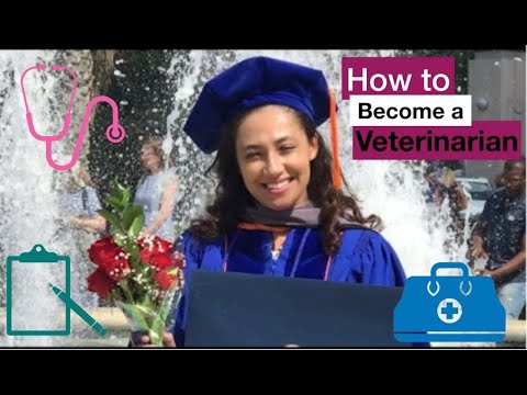 How to Become a Veterinarian- All the Steps - YouTube