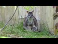 Nachwuchs beim Südlichen Neuguinea- Filander im Alfred-Brehm-Haus vom Tierpark Berlin