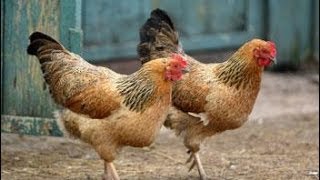 Chicken Sounds and Pictures ~ Learn the Sound a Chicken Makes
