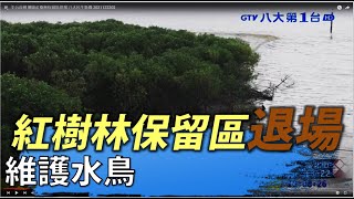 全台首例 關渡紅樹林保留區退場 |八大民生新聞 2021122202