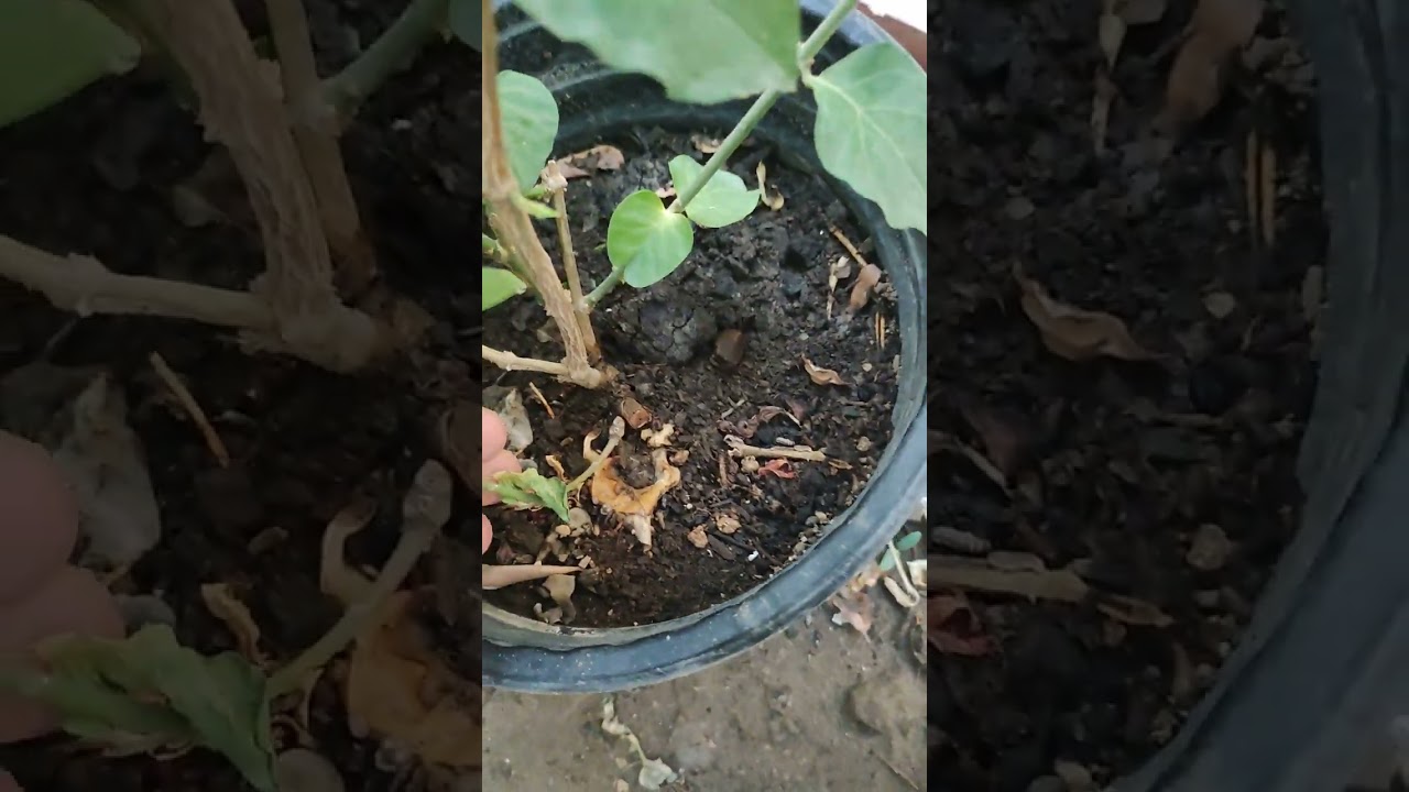 نصائح عن ورد الفل أو نبات الرازقي العراقي