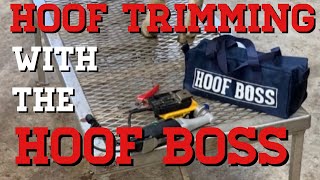 Using A Hoof Boss To Trim Goat Hoofs Part 2 (Boer Goats) (electric hoof knife)( goat hoof trimming)