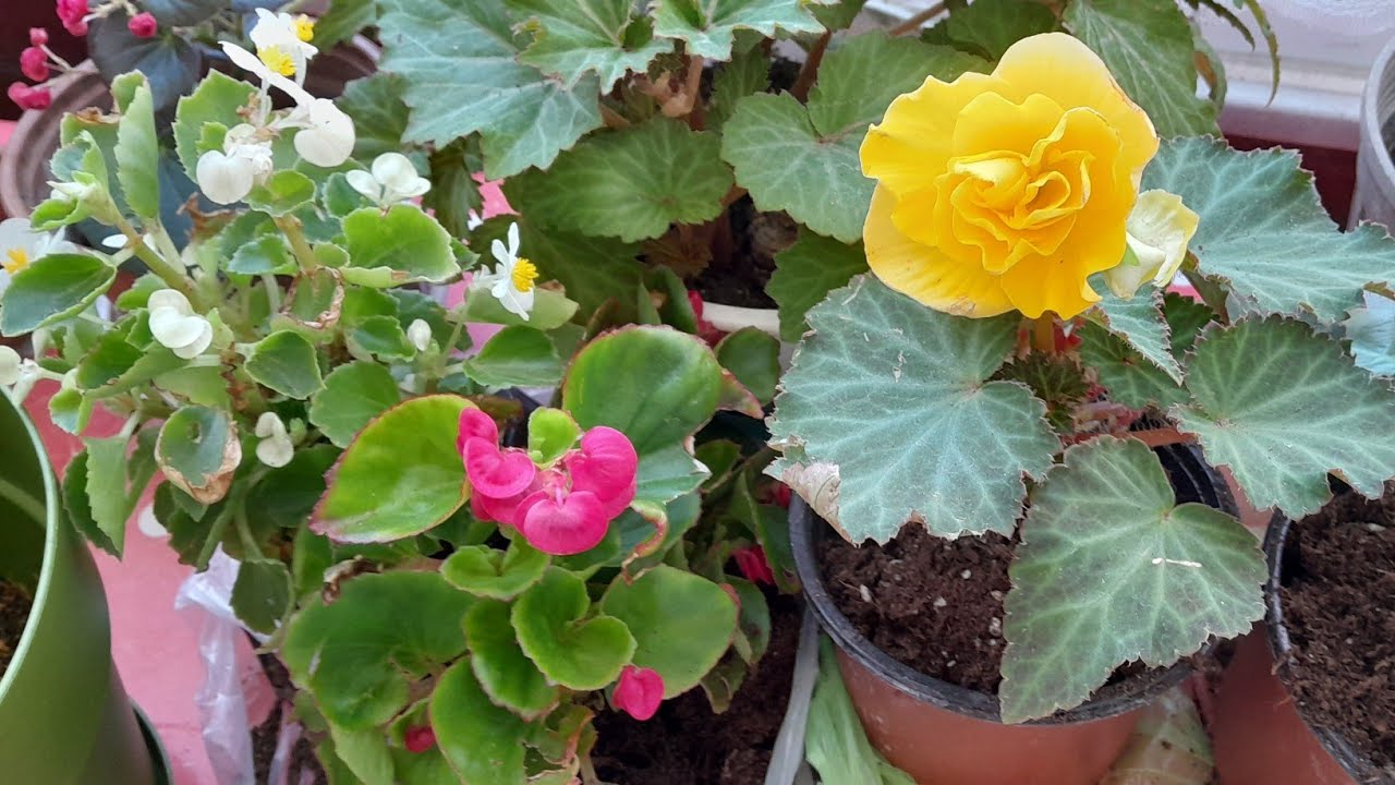 🌺BEGONYA ÇİÇEĞİ BAKIMI                                EKİMİ, TOPRAK KARIŞIMI , BEGONYA ÇEŞİTLERİ💯