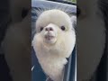 Look heres an alpaca in the car