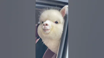 Look Here S An Alpaca In The Car 