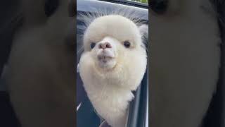 Look! Here's an alpaca in the car👀